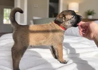 Red, a male Belgian Malinois for sale in Pooler, GA – 9 of 10