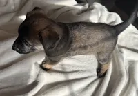 Purple, a female Belgian Malinois for sale in Pooler, GA – 7 of 7