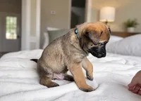 Teal, a male Belgian Malinois for sale in Pooler, GA – 6 of 10
