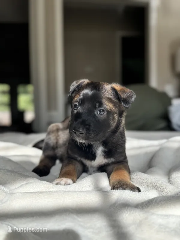 Black – Belgian Malinois puppy for sale in Pooler, GA