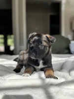 Black, a male Belgian Malinois for sale in Pooler, GA – 1 of 8