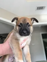 Green, a male Belgian Malinois for sale in Pooler, GA – 6 of 7