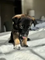 Black, a male Belgian Malinois for sale in Pooler, GA – 4 of 8