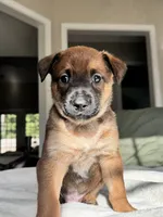 Orange, a female Belgian Malinois for sale in Pooler, GA – 2 of 6