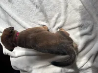 Pink, a female Belgian Malinois for sale in Pooler, GA – 9 of 9