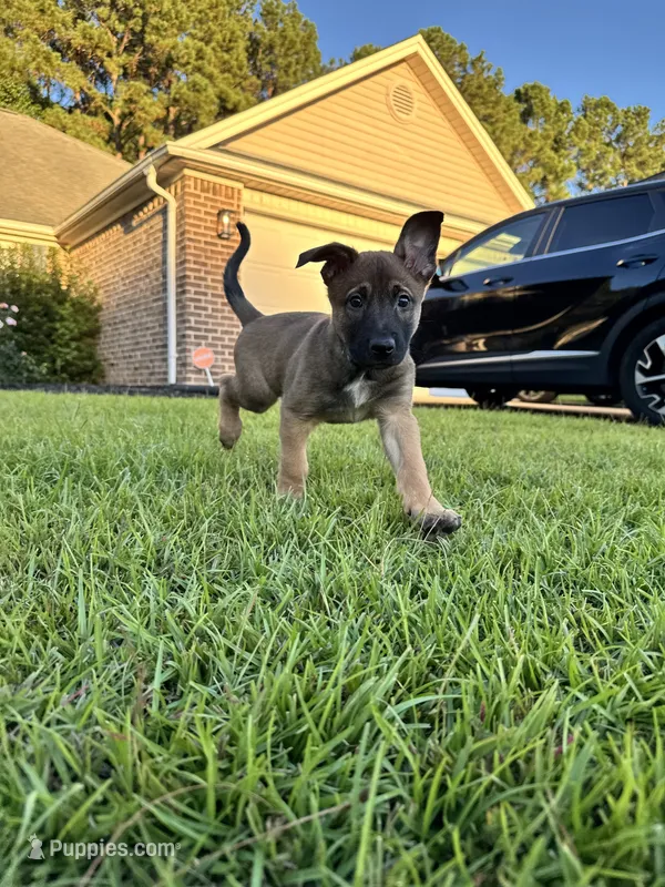 Teal, male – Belgian Malinois puppy for sale in Pooler, GA