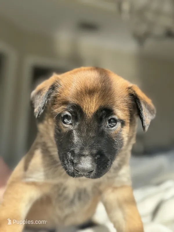 Blue – Belgian Malinois puppy for sale in Pooler, GA