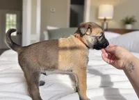 Red, a male Belgian Malinois for sale in Pooler, GA – 8 of 10