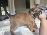 Pink, a female Belgian Malinois for sale in Pooler, GA – 6 of 9