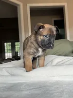 Teal, a male Belgian Malinois for sale in Pooler, GA – 4 of 10