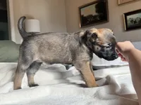 Purple, a female Belgian Malinois for sale in Pooler, GA – 5 of 7