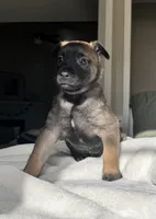 Purple, a female Belgian Malinois for sale in Pooler, GA – 2 of 7