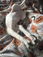 Ellie , a female American Pit Bull Terrier and Labrador Retriever for sale in Puyallup, WA – Photo 5 of 6