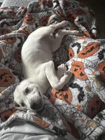 Ellie , a female American Pit Bull Terrier and Labrador Retriever for sale in Puyallup, WA – Photo 6 of 6