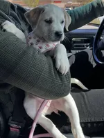 Ellie , a female American Pit Bull Terrier and Labrador Retriever for sale in Puyallup, WA – Photo 2 of 6
