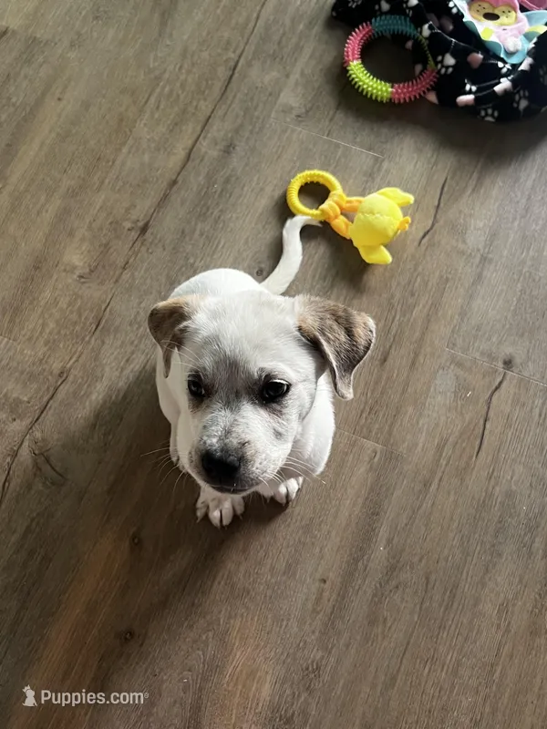 Ellie  – American Pit Bull Terrier, Labrador Retriever puppy for sale in Puyallup, WA
