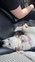 Ellie , a female American Pit Bull Terrier and Labrador Retriever for sale in Puyallup, WA – Photo 3 of 6