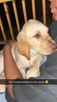Koda , a male Labrador Retriever for sale in Zebulon, NC – 3 of 4