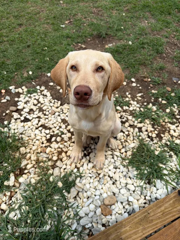 Koda  – Labrador Retriever puppy for sale in Zebulon, NC