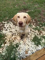 Koda , a male Labrador Retriever for sale in Zebulon, NC – 1 of 4