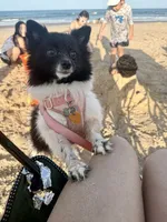 Iris, a female Pomchi for sale in Dallas, TX – 2 of 3