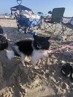 Iris, a female Pomchi for sale in Dallas, TX – 3 of 3