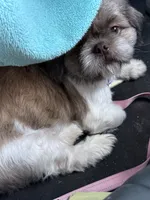 Charlie, a male Shih Tzu for sale in Dallas, TX – 3 of 3