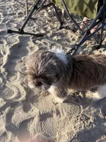 Charlie, a male Shih Tzu for sale in Dallas, TX – 2 of 3