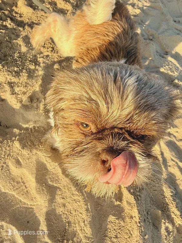 Charlie – Shih Tzu puppy for sale in Dallas, TX