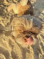Charlie, a male Shih Tzu for sale in Dallas, TX – 1 of 3