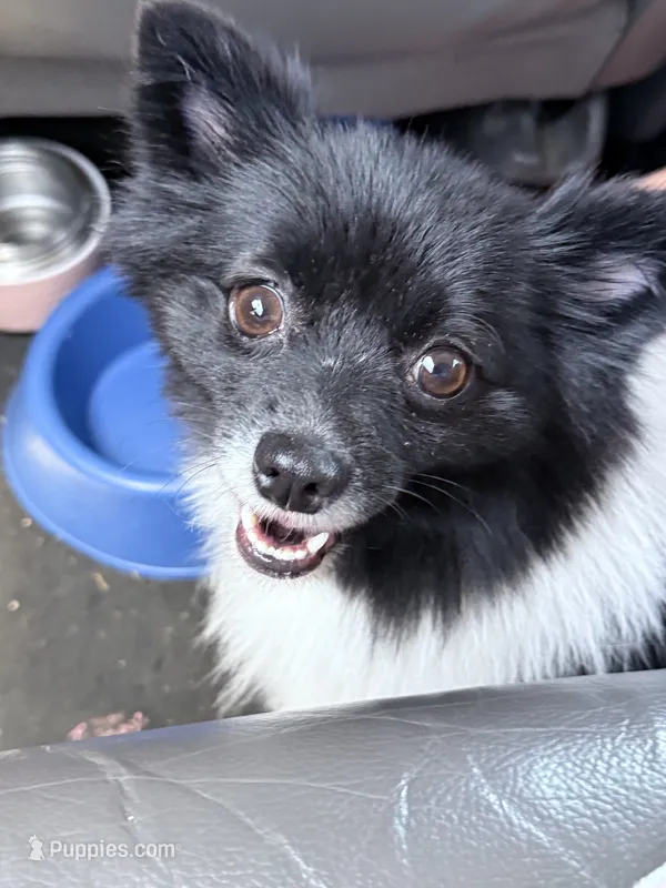 Iris – Pomchi puppy for sale in Dallas, TX