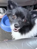 Iris, a female Pomchi for sale in Dallas, TX – 1 of 3