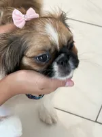 Milli, a female Pekingese for sale in Tampa, FL – 3 of 5