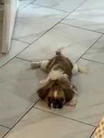 Milli, a female Pekingese for sale in Tampa, FL – 2 of 5