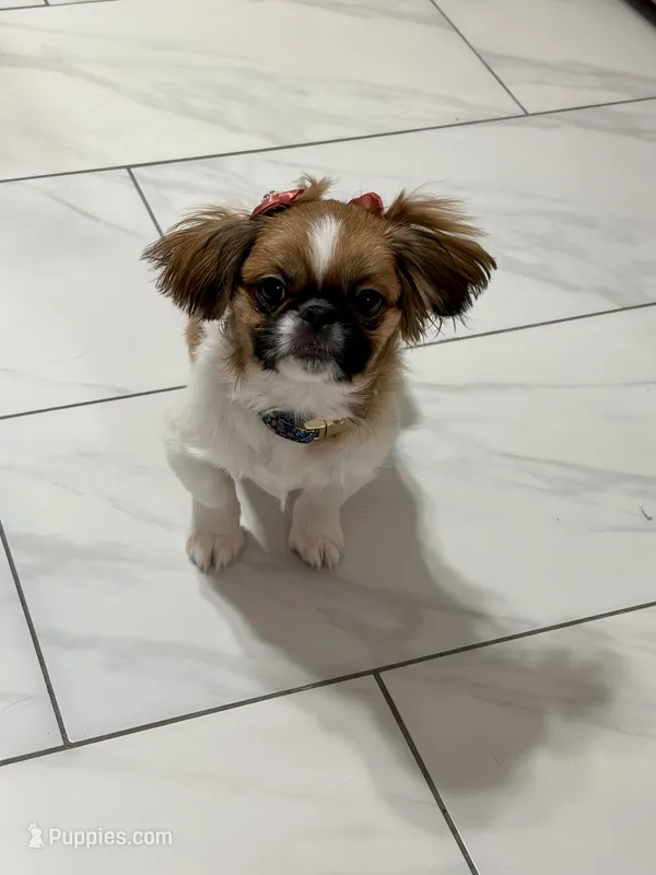 Milli, a female Pekingese for sale in Tampa, FL – 1 of 5