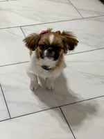 Milli, a female Pekingese for sale in Tampa, FL – 1 of 5
