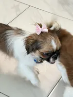 Milli, a female Pekingese for sale in Tampa, FL – 5 of 5