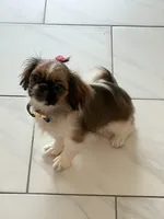 Milli, a female Pekingese for sale in Tampa, FL – 4 of 5