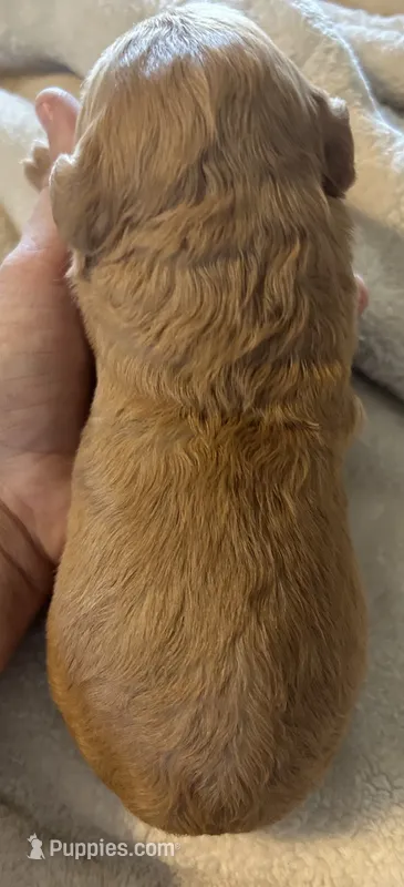 Red male – Goldendoodle puppy for sale in Farwell, MI