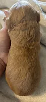 Red male, a male Goldendoodle for sale in Farwell, MI – 1 of 2