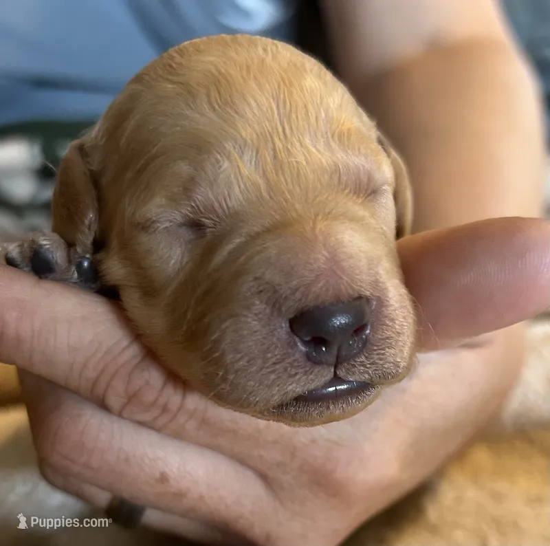 Cream female – Goldendoodle puppy for sale in Farwell, MI