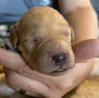 Cream female, a female Goldendoodle for sale in Farwell, MI – 1 of 2