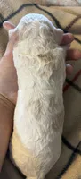 Cream parti female, a female Goldendoodle for sale in Farwell, MI – 2 of 2