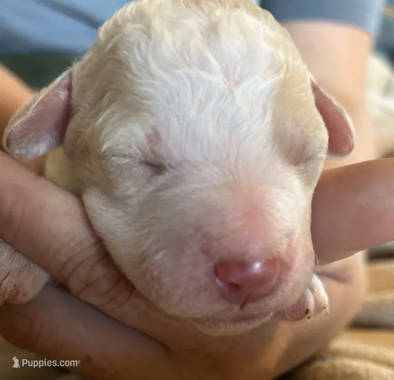 Cream parti female – Goldendoodle puppy for sale in Farwell, MI