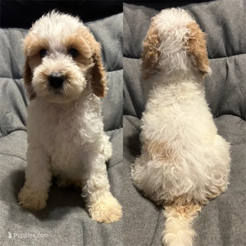 Cream parti male – Goldendoodle puppy for sale in Farwell, MI