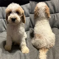 Cream parti male, a male Goldendoodle for sale in Farwell, MI – 1 of 1