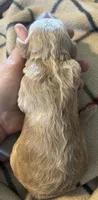 Cream female, a female Goldendoodle for sale in Farwell, MI – 2 of 2