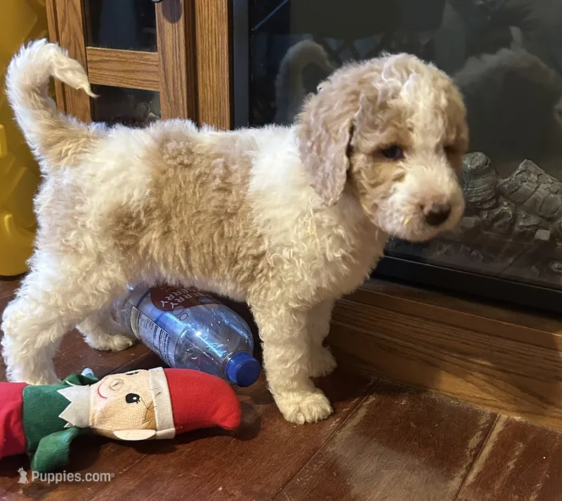 Cream parti female – Goldendoodle puppy for sale in Farwell, MI