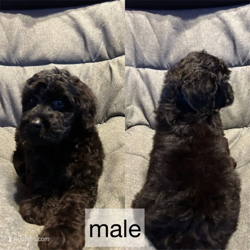 Black male – Goldendoodle puppy for sale in Farwell, MI