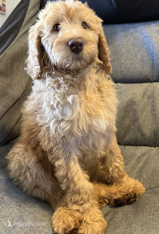 Female – Goldendoodle puppy for sale in Farwell, MI